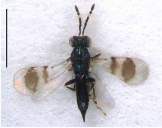 Astichus_naiadis