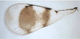 Astichus_naiadis_forewing