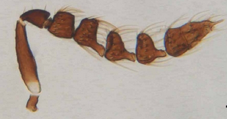 Astichus_naiadis_male_antenna