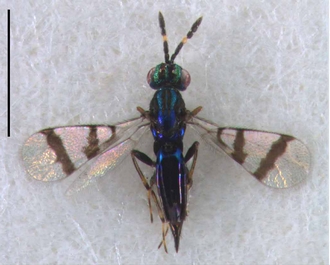 Astichus_silvani
