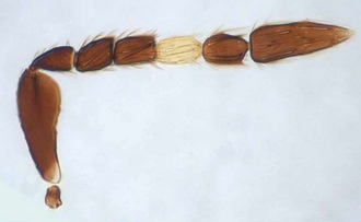 Astichus_silvani_female_antenna