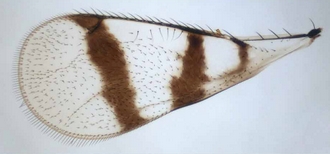 Astichus_silvani_forewing