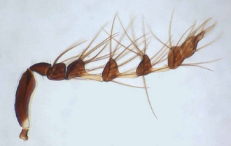 Astichus_silvani_male_antenna