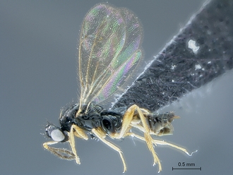 Eulophidae_SAM-HYM-P046386_habitus_lateral