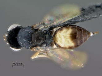 images/Sympiesis_1_SAM-HYM-P043452_habitus_dorsal_330.jpg