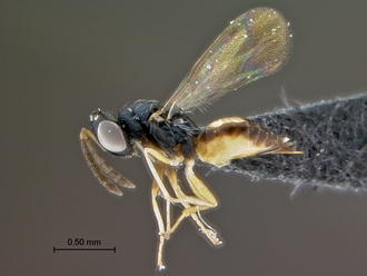 images/Sympiesis_1_SAM-HYM-P043452_habitus_lateral_330.jpg