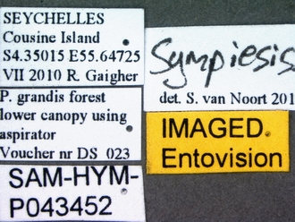 images/Sympiesis_1_SAM-HYM-P043452_labels_330.jpg