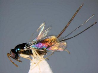 Aprostocetus_exertus_female