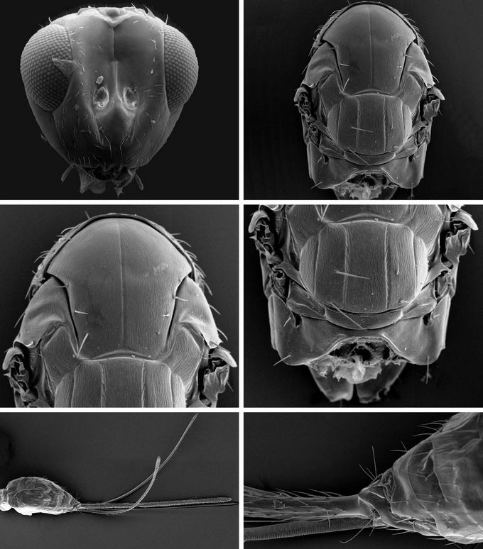 Aprostocetus_exertus_female_SEMs