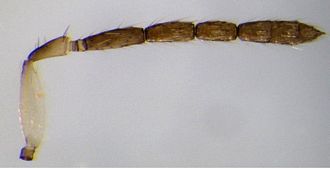 Aprostocetus_exertus_female_antenna