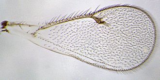 Aprostocetus_exertus_female_forewing