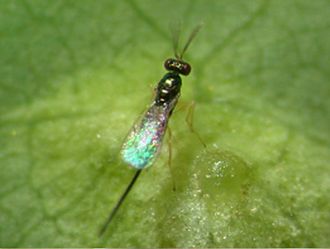 Aprostocetus_exertus_female_searching