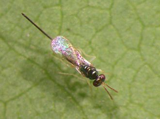 Aprostocetus_exertus_female_searching