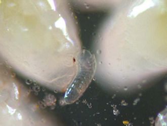 Aprostocetus_exertus_larva_on_gall_wasp_larva