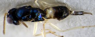 Aprostocetus_exertus_male