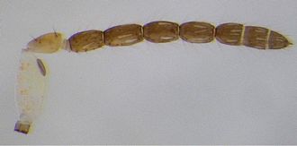Aprostocetus_exertus_male_antenna