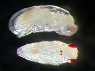 Aprostocetus_exertus_pupae_female_above_male_below