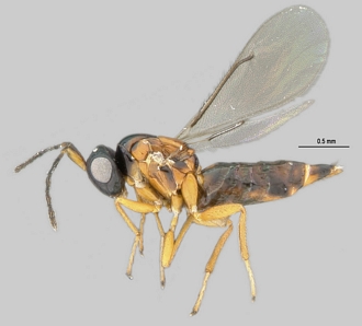 Gallastichus_Cameroun_habf
