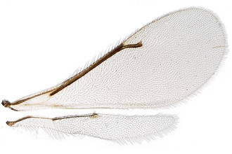 Gallastichus_Cameroun_wings