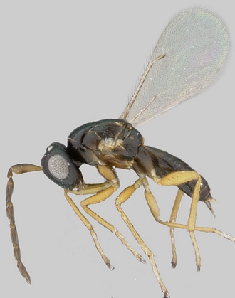 Gallastichus_Cameroun_male
