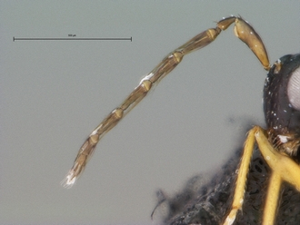 Gallastichus_Cameroun_x4_ant_m