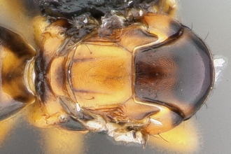 Gallastichus_Cameroun_x4_tho_f2