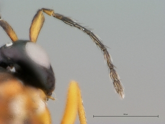 Gallastichus_Cameroun_x5_ant_f