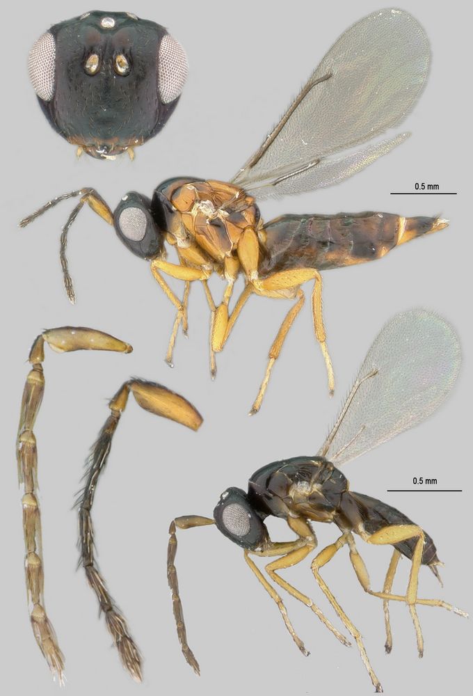 images/Gallastichus_mutuus_680.jpg