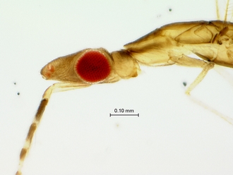 Henryana_head_mesosoma_lateral