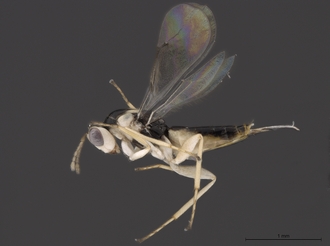 Quadrastichus_ingens_SAM-HYM-P048095_habitus_male_lateral