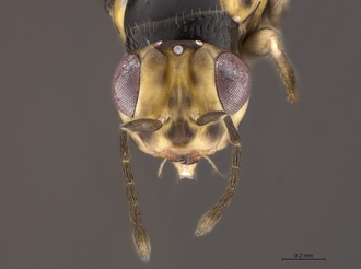 Quadrastichus_ingens_SAM-HYM-P048095_head_anterior