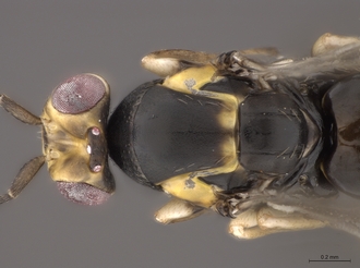 Quadrastichus_ingens_SAM-HYM-P048095_head_meso_dorsal