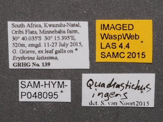 Quadrastichus_ingens_SAM-HYM-P048095_labels