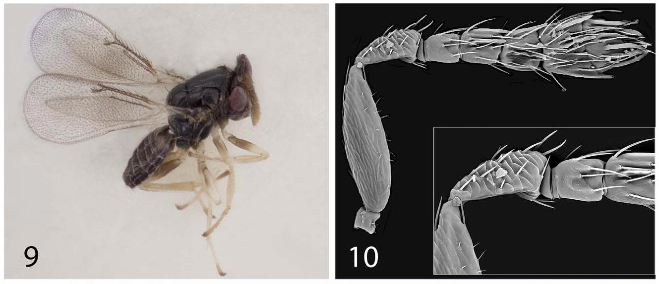 Selitrichodes neseri male