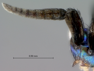 Eupelmus_female_antenna