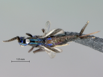 Eupelmus_female_habitus_dorsal