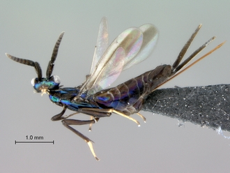 Eupelmus_female_habitus_lateral