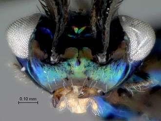 Eupelmus_female_head_anterior_ventral
