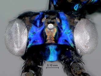 Eupelmus_female_head_dorsal