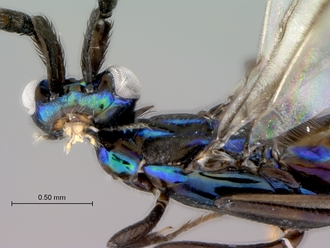 Eupelmus_female_head_mesosoma_lateral