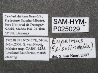 Eupelmus_female_labels