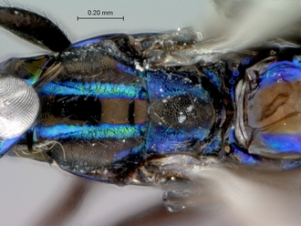 Eupelmus_female_mesosoma_dorsal