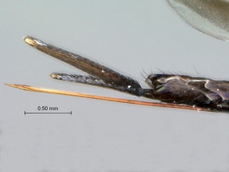 Eupelmus_female_terminal_metasomal_segments