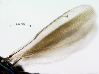 Eupelmus_female_wings