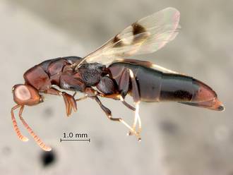 Buresium_species