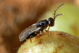 Eurytoma erythrinae Grahamstown Charles Griffiths