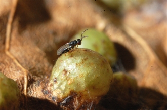 Eurytoma erythrinae on Erythrina leaf gall Charles Griffiths