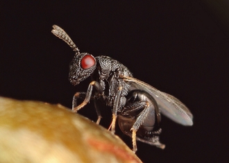Eurytoma_female_Vida_van_der_Walt