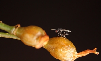 Eurytoma_female_ovipositing_into_Bulbine_seed_capsule_Vida_van_der_Walt