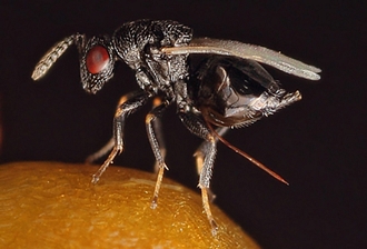 Eurytoma_female_Vida_van_der_Walt